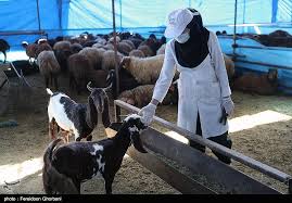 عملکرد اداره دامپزشکی شهرستان بوکان در عید سعید قربان