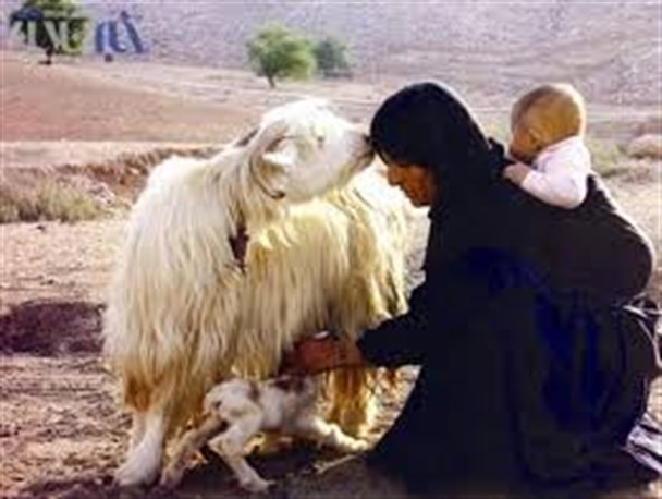شەنگەبێری و مەڕدۆشین کامیل یاغیان