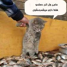 بدون شرح