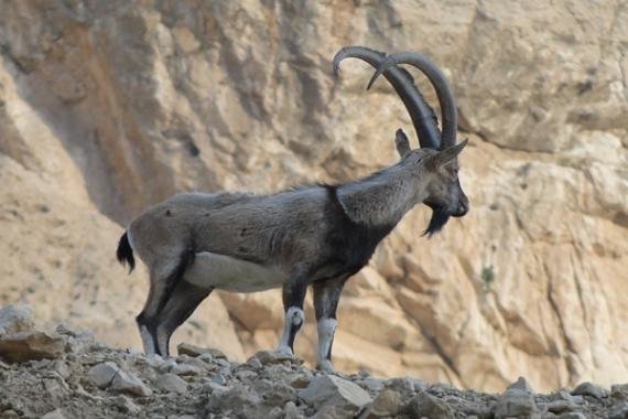 تنوع در حیات وحش استان سمنان جلوه بی‌بدیل از طبیعت البرز جنوبی